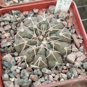 Gymnocalycium triacanthum HV130.1 -s