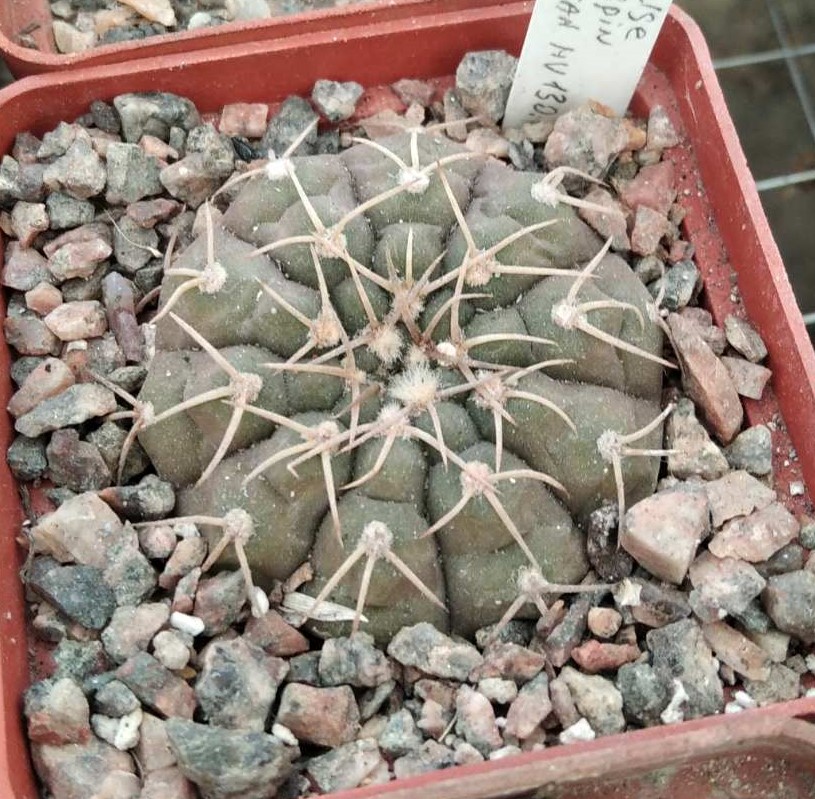 Gymnocalycium triacanthum HV130.1 -s