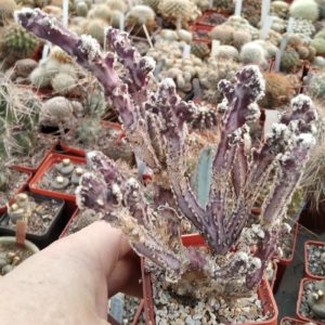 Monvillea spegazzinii f. monstrosa -s