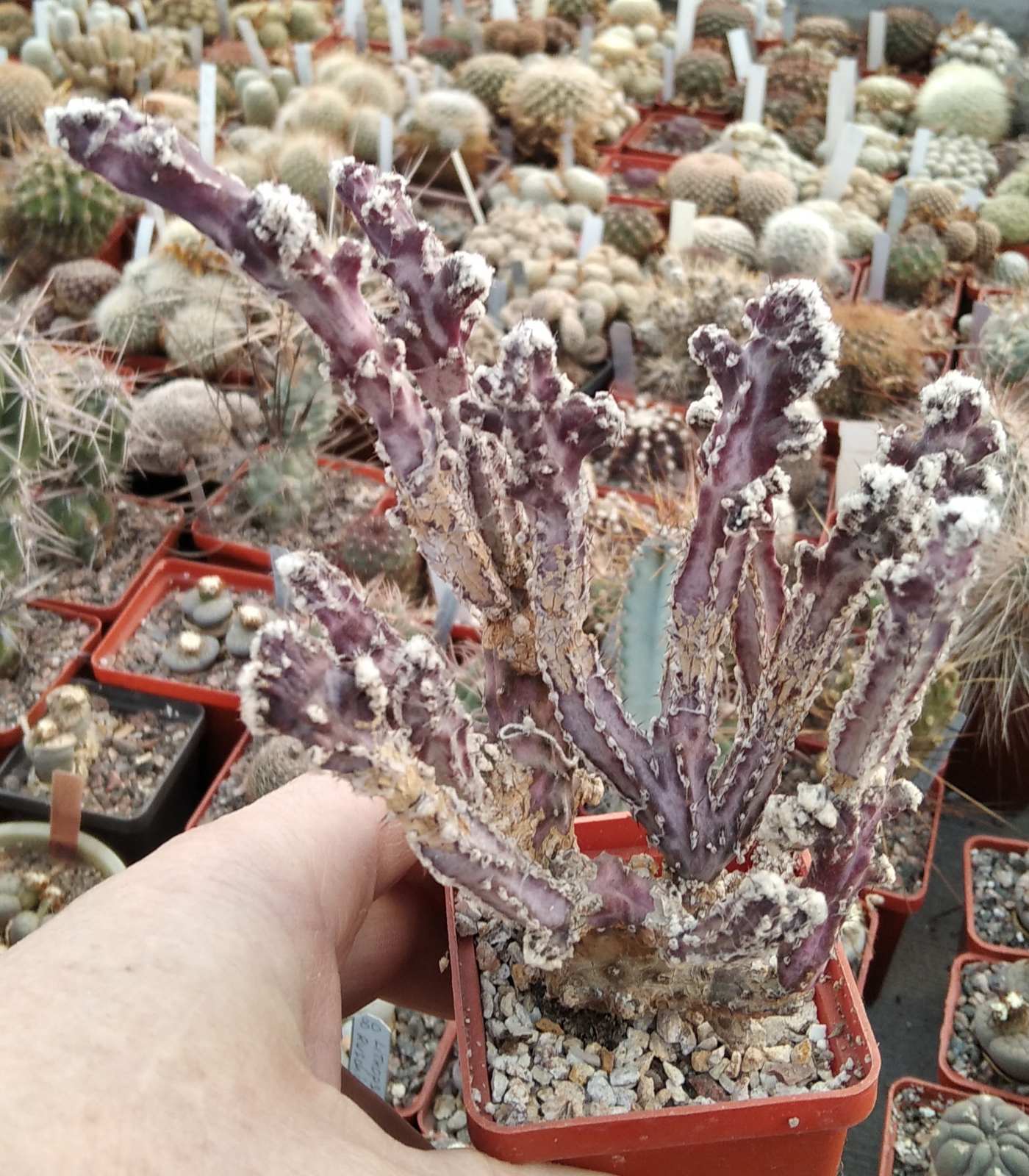 Monvillea spegazzinii f. monstrosa -s