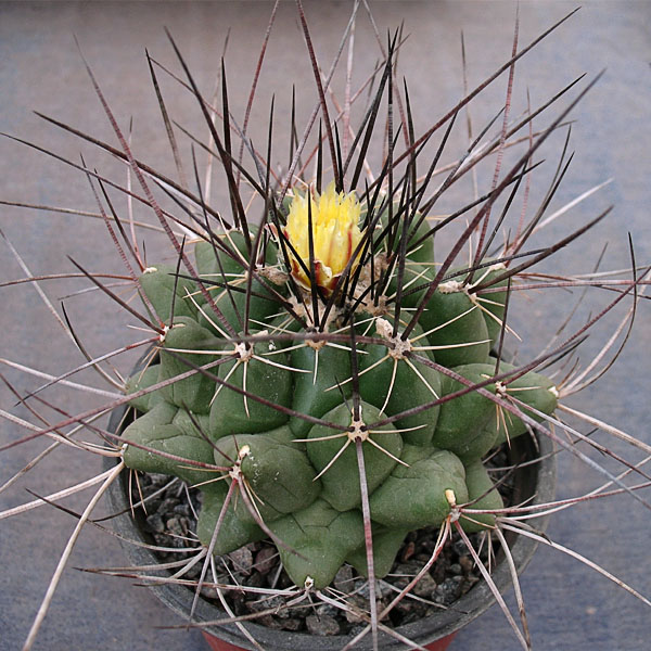 111 Thelocactus flavus HK 362