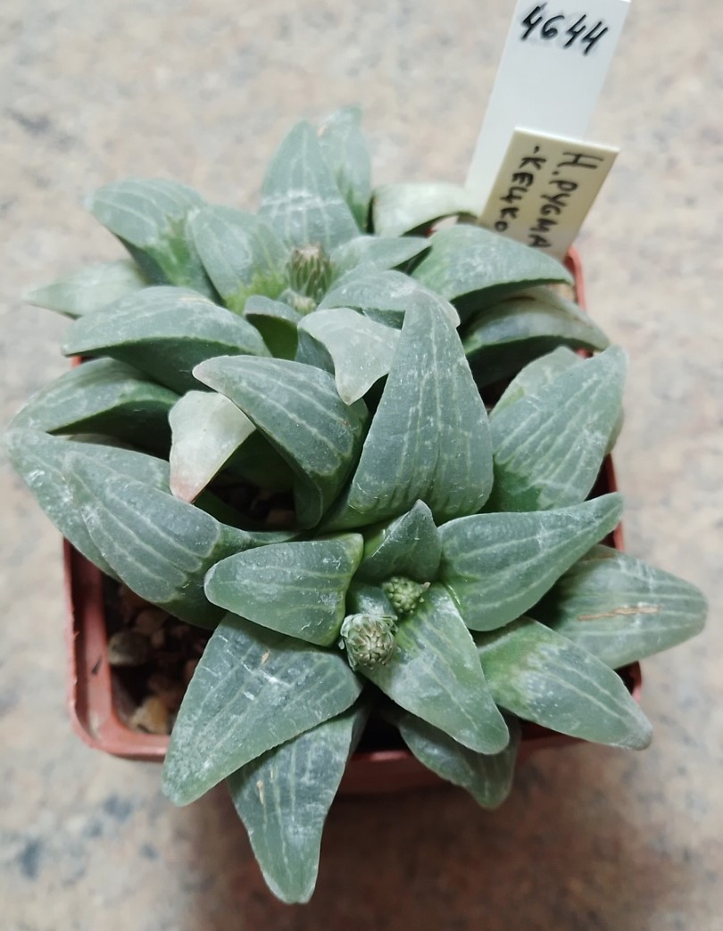 4644 Haworthia pygmaea весь горшик