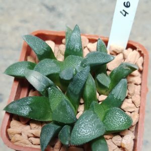 4658 Haworthia bayeri весь горшик , сіянці