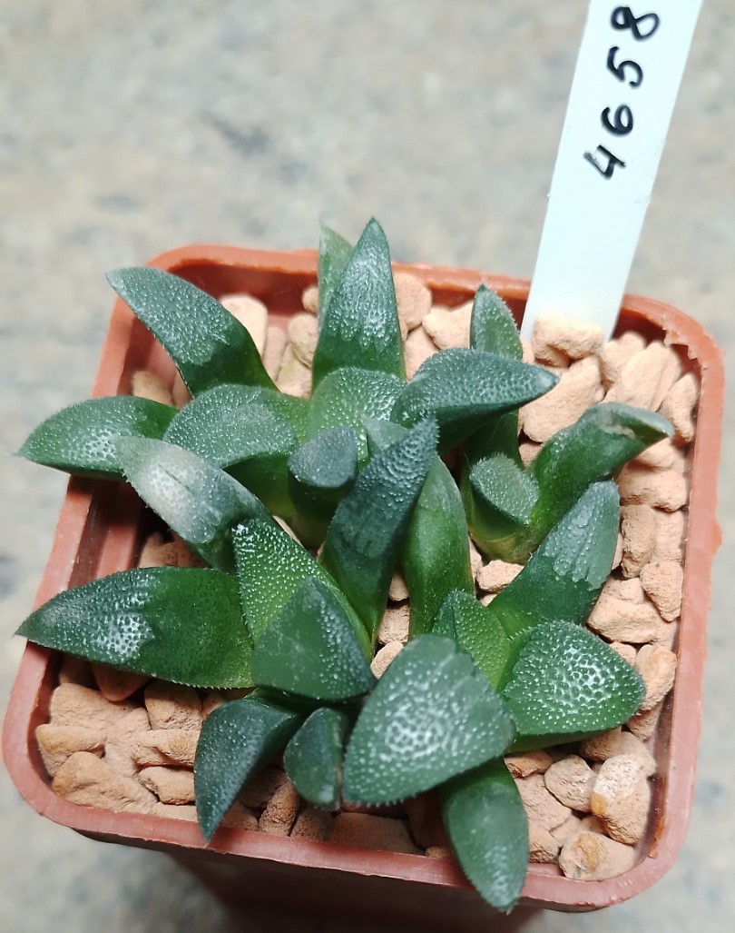4658 Haworthia bayeri весь горшик , сіянці