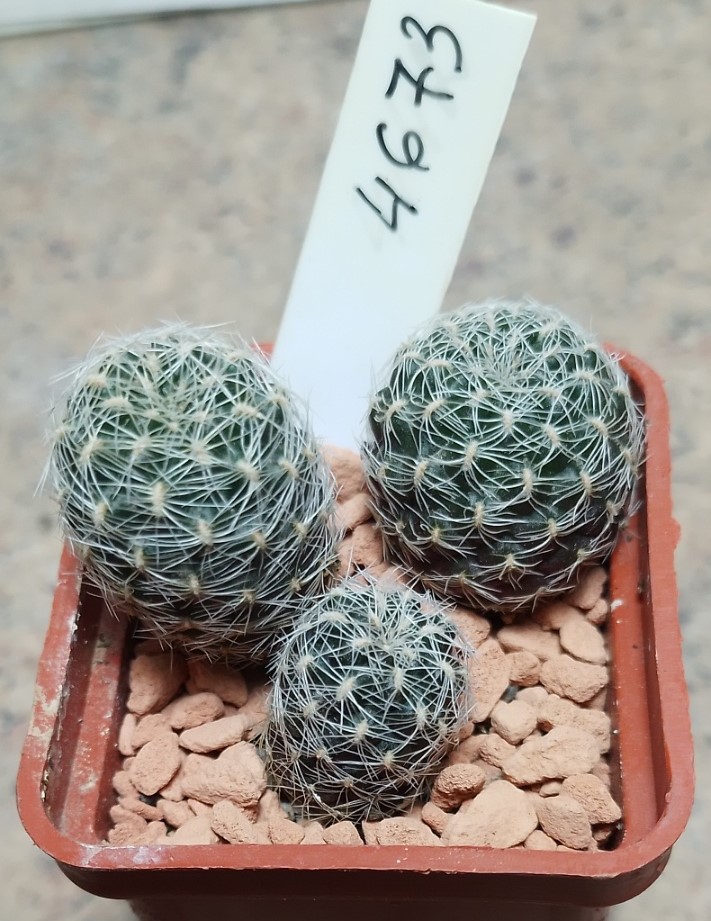 4673 Sulcorebutia roberto-vasquezii