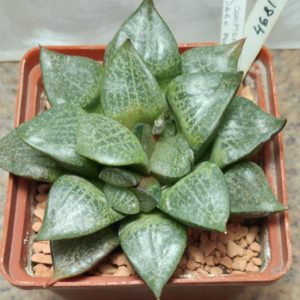 4681 Haworthia comptoniana -Dark form-