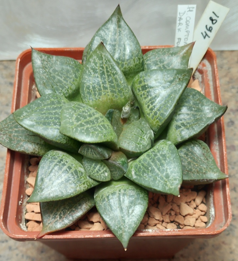 4681 Haworthia comptoniana -Dark form-