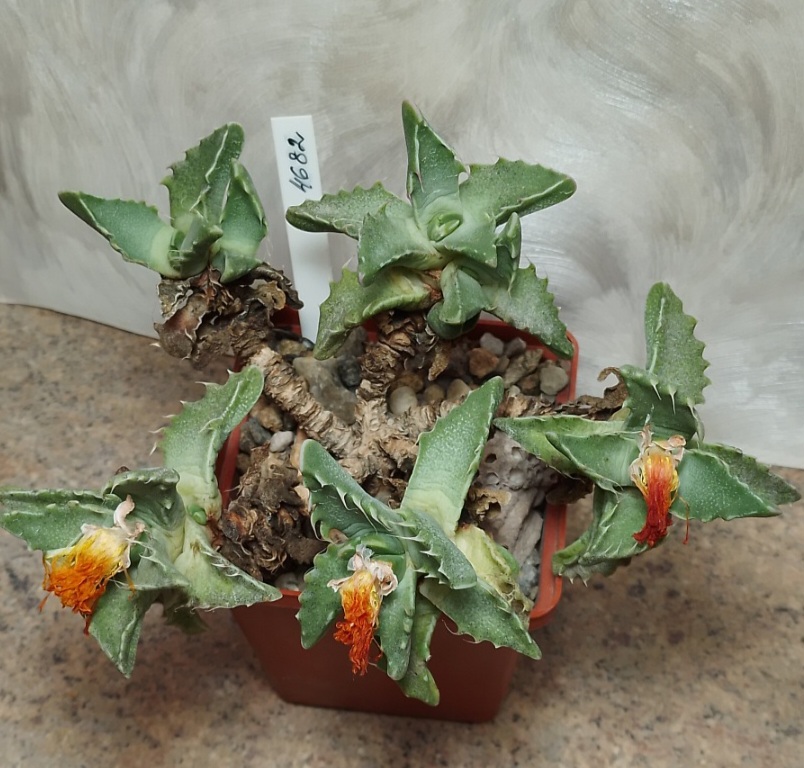 4682 Faucaria felina вік більше 10 років