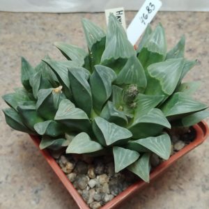4683 Haworthia mutica