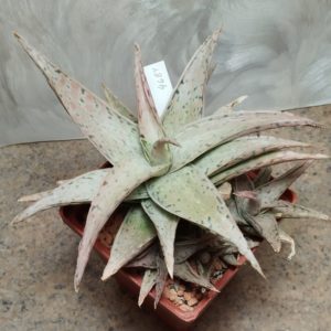 4684 Aloe rauhii 'Snow Flake' hybrid велика рослина