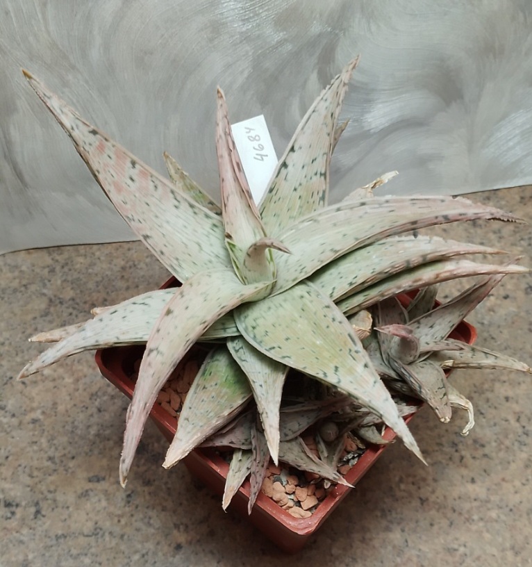 4684 Aloe rauhii 'Snow Flake' hybrid велика рослина