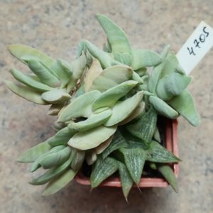 4705 Crassula falcata minor весь горшик