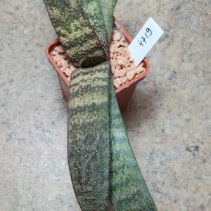 4719 Gasteria batesiana var. dolomitica