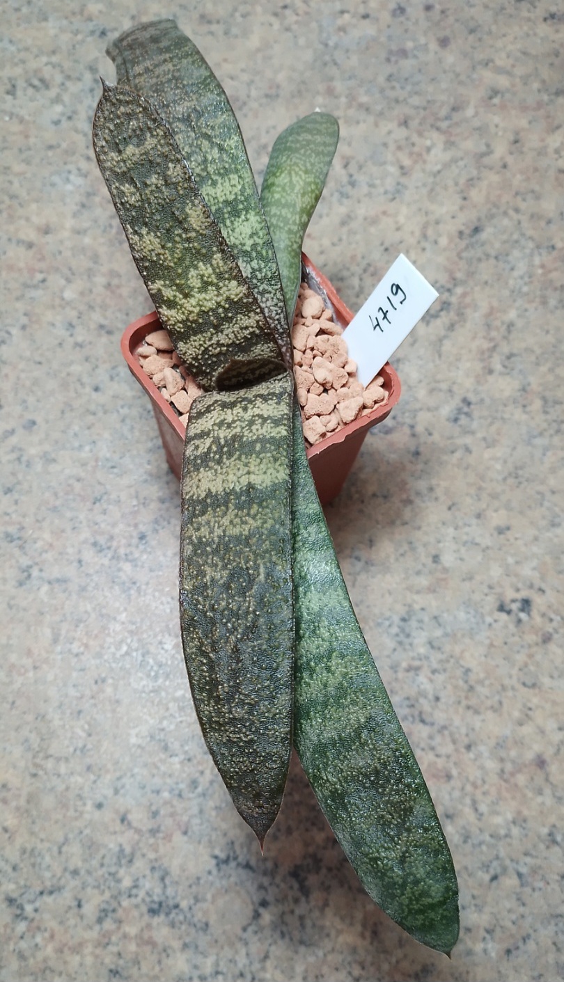 4719 Gasteria batesiana var. dolomitica