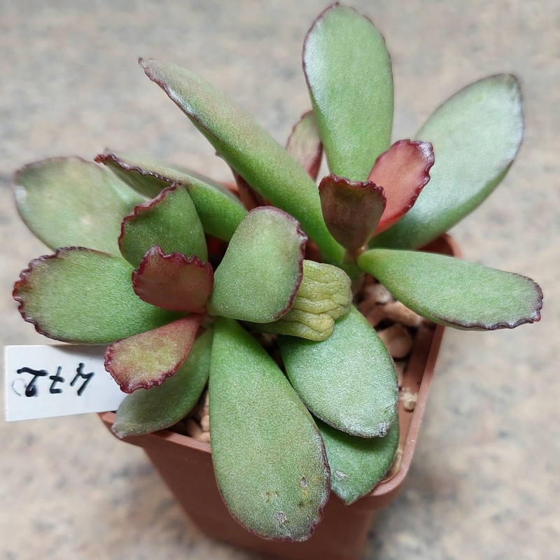 472 Adromischus marianae v. blosianus