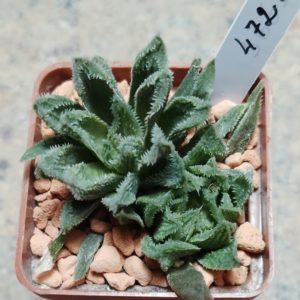 4721 Haworthia 'Sugar Candy' hybrid весь горшик