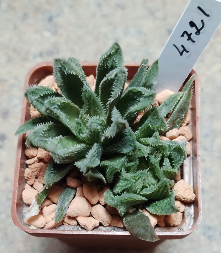 4721 Haworthia 'Sugar Candy' hybrid весь горшик