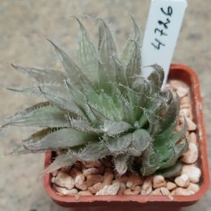 4726 Haworthia gracilis v. isabellae -Houtkloof- весь горшик