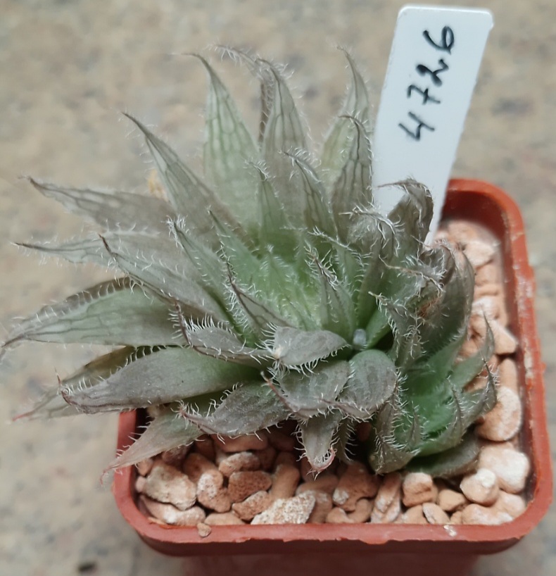 4726 Haworthia gracilis v. isabellae -Houtkloof- весь горшик