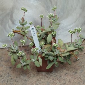 4729 Crassula sericea -Kakamas- весь горшик