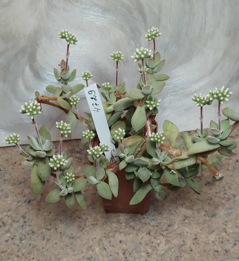 4729 Crassula sericea -Kakamas- весь горшик