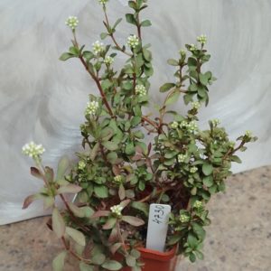 4730 Crassula sp ПАР