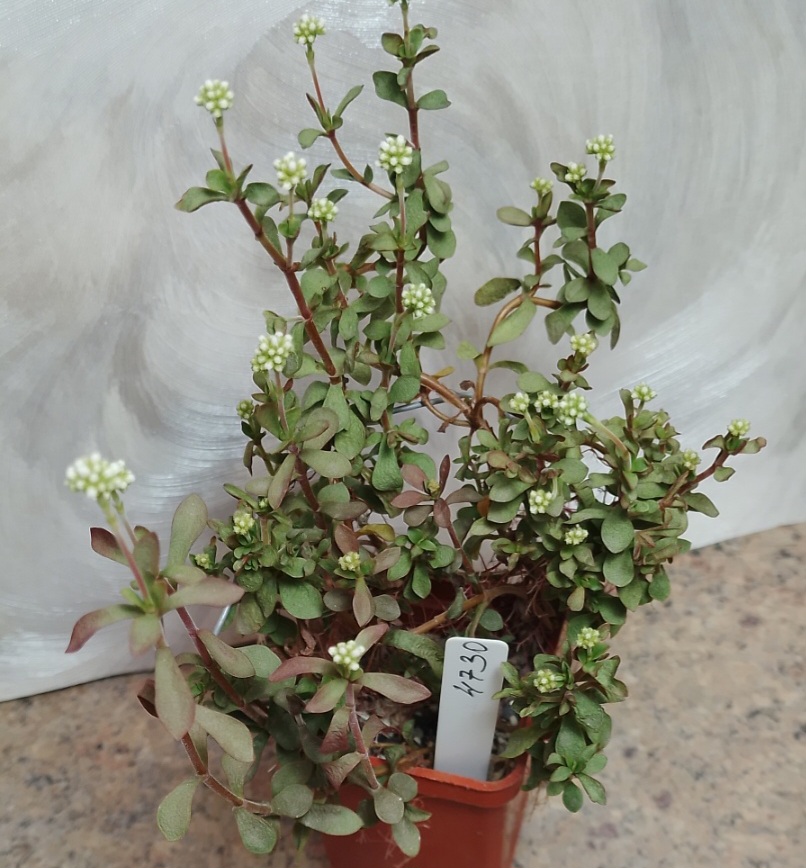 4730 Crassula sp ПАР