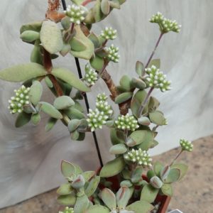 4731 Crassula sericea -Kakamas- весь горшик
