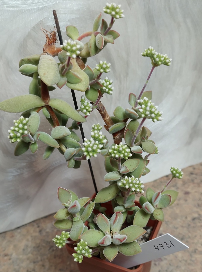 4731 Crassula sericea -Kakamas- весь горшик