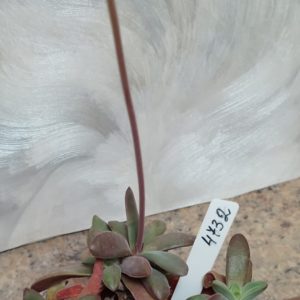 4732 Crassula clavata ПАР