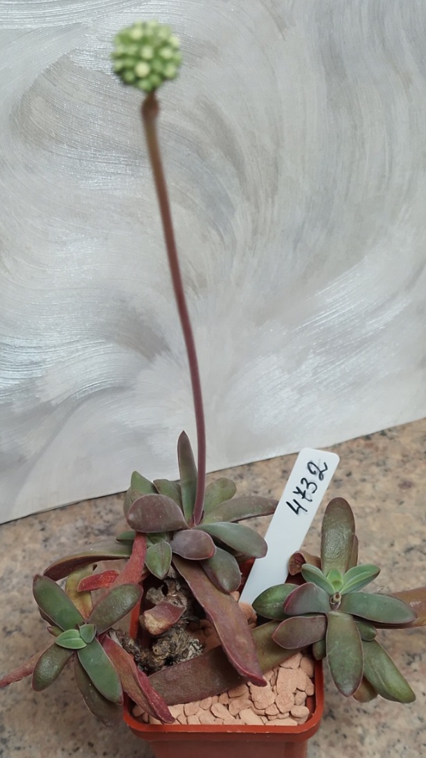 4732 Crassula clavata ПАР