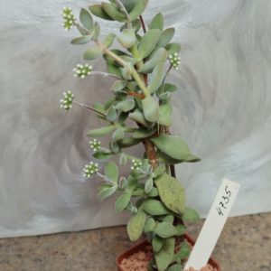 4735 Crassula sericea -Kakamas- весь горшик