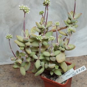 4736 Crassula sericea -Kakamas- весь горшик