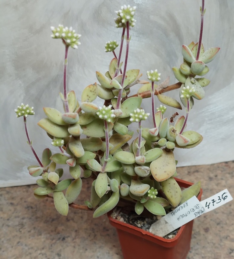 4736 Crassula sericea -Kakamas- весь горшик