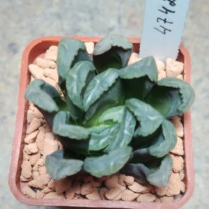 4742 Haworthia maughanii hybrid