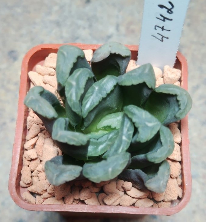 4742 Haworthia maughanii hybrid