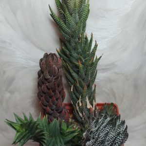 4744 Haworthia reinwardtii v. kaffirdriftensis + coarctata + viscosa весь горшик