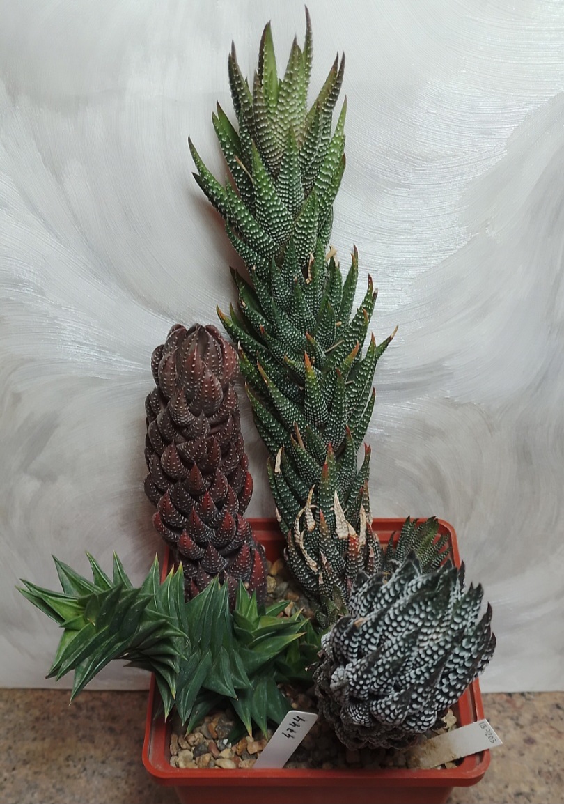 4744 Haworthia reinwardtii v. kaffirdriftensis + coarctata + viscosa весь горшик
