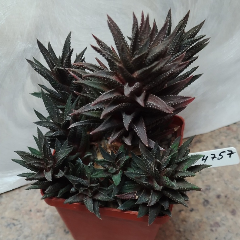 4757 Haworthia kewensis v. poelnitsii весь горшик