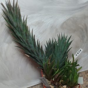 4758 Haworthia herrei v. depauperata + Haworthia zanteriana v. minor IB 8928 весь горшик