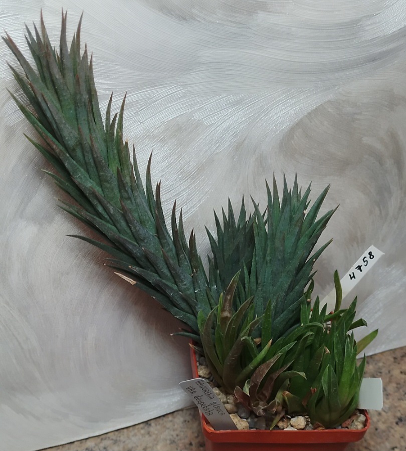 4758 Haworthia herrei v. depauperata + Haworthia zanteriana v. minor IB 8928 весь горшик