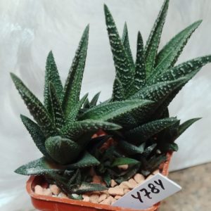 4784 Haworthia nigra x fasciata весь горшик