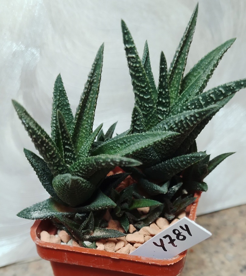 4784 Haworthia nigra x fasciata весь горшик