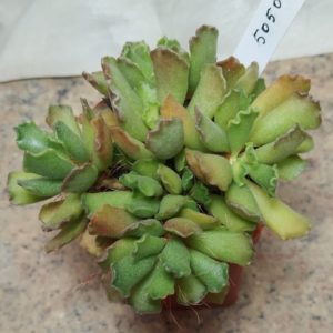 5050 Adromischus cristatus весь горшик