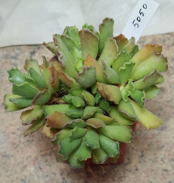5050 Adromischus cristatus весь горшик