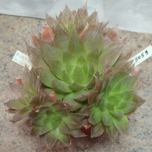 5059 Haworthia semiviva x cymbiformis весь горшик