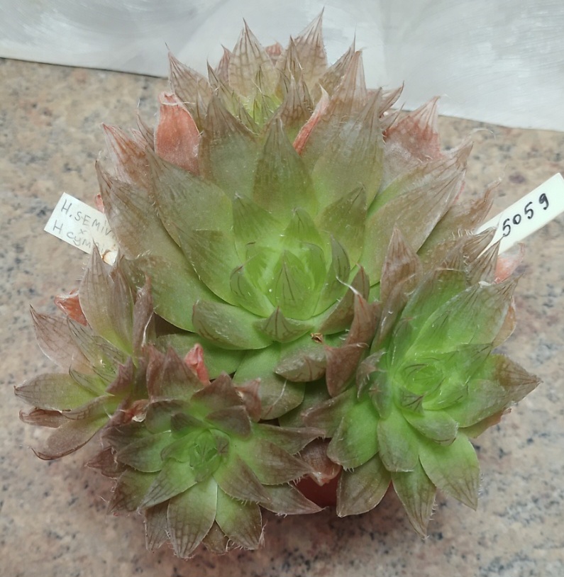 5059 Haworthia semiviva x cymbiformis весь горшик