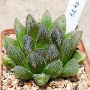 5240 Haworthia 'Hakuteijoh' x 'Kegazato' x cooperi вік 5 років