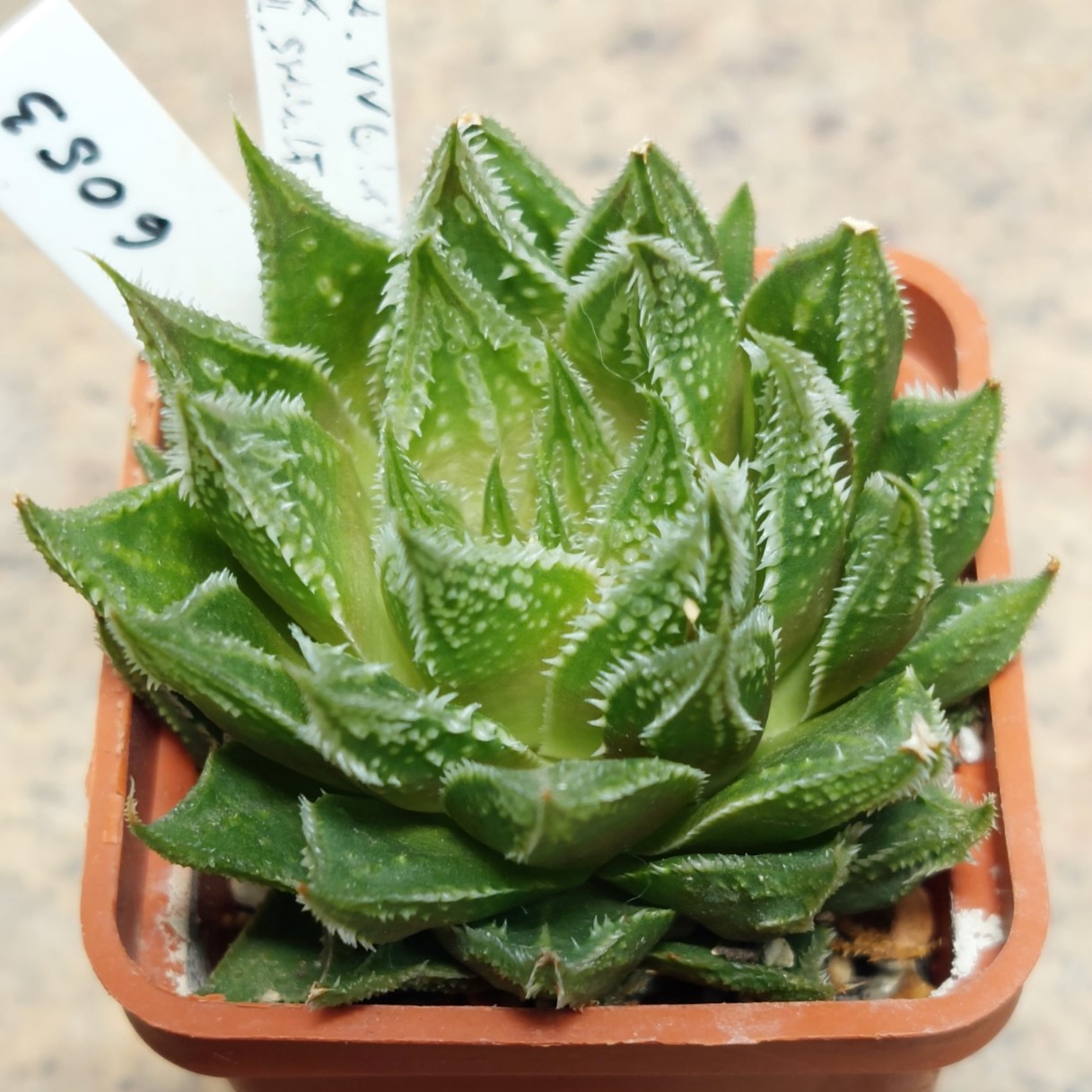 6053 Haworthia VVG1 x VVG12 x Haworthia schultiana x retusa x comptoniana