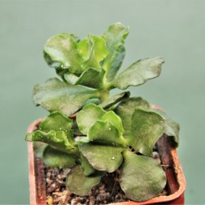 Adromischus-cristatus-var.-zeyheri